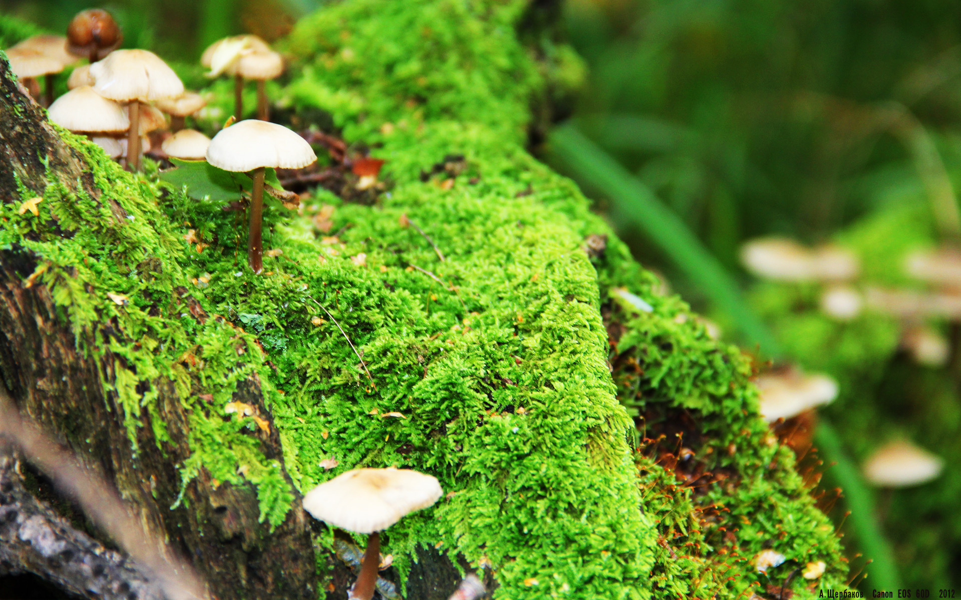 传统火把晚会舞龙舞狮,文化与运动盛大庆典