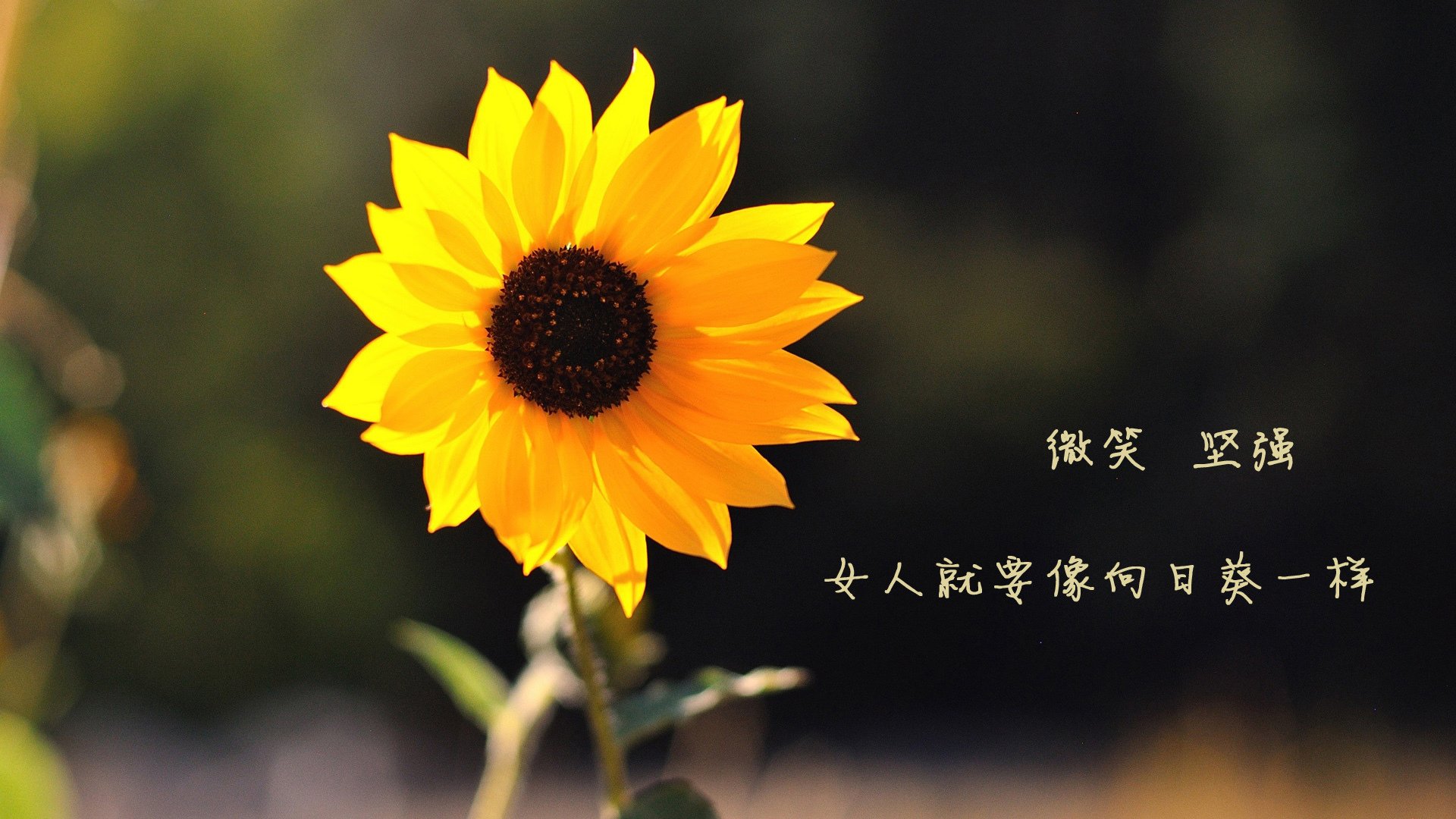 KAIYUNAPP-塞内加尔马术协会举办青少年马术交流活动，促进国际友谊。，塞内加尔vs马拉维比分预测