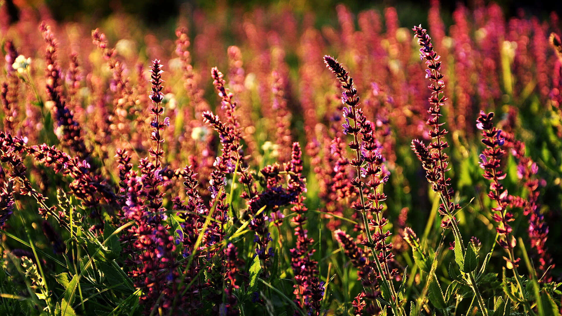 美式橄榄球超级碗预热活动,热血开场,美式橄榄球wr