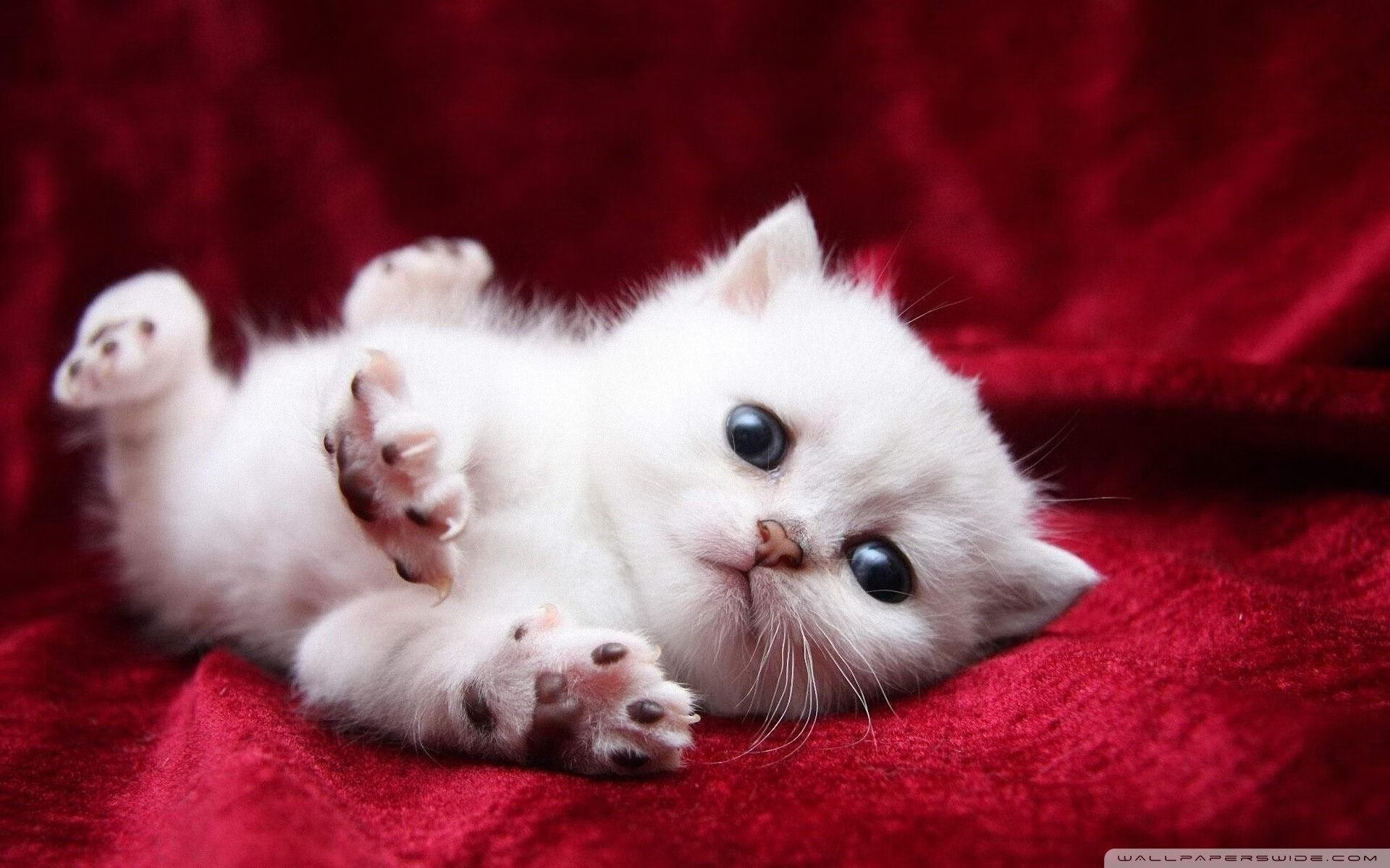 Gen.G积分榜排名持续攀升,fe积分榜2021