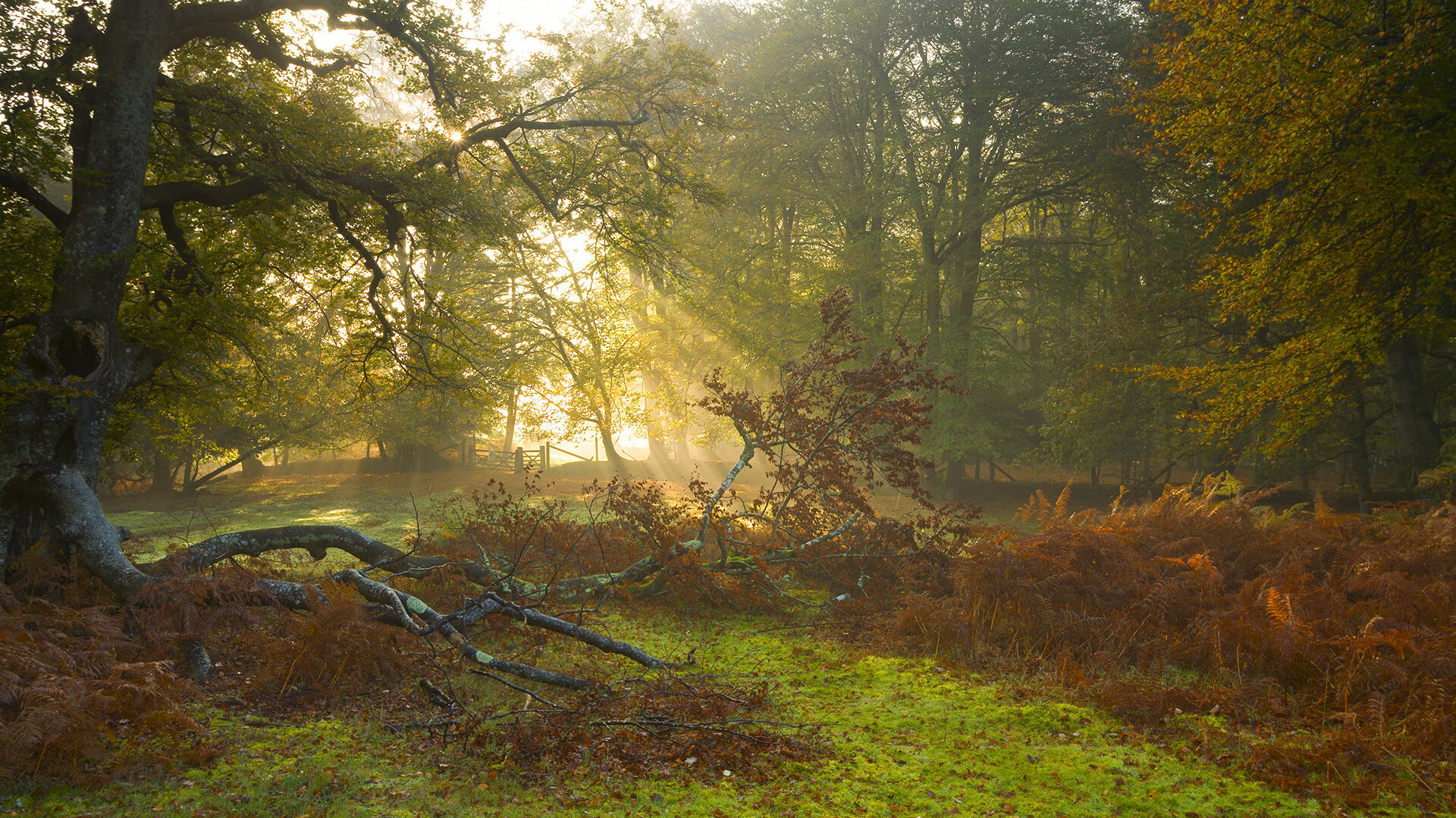哥伦比亚女足在巴黎奥运会上获得银牌,成就辉煌,哥伦比亚足球美女