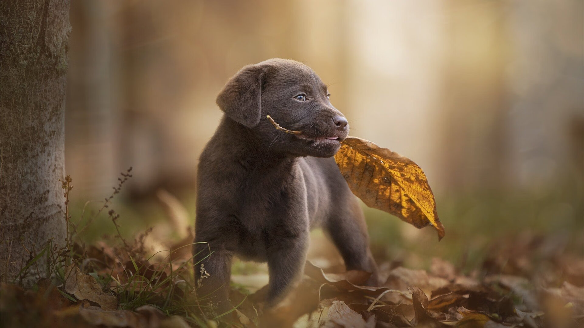 哥伦比亚队主场告负,主帅面临考验,哥伦比亚阵容名单