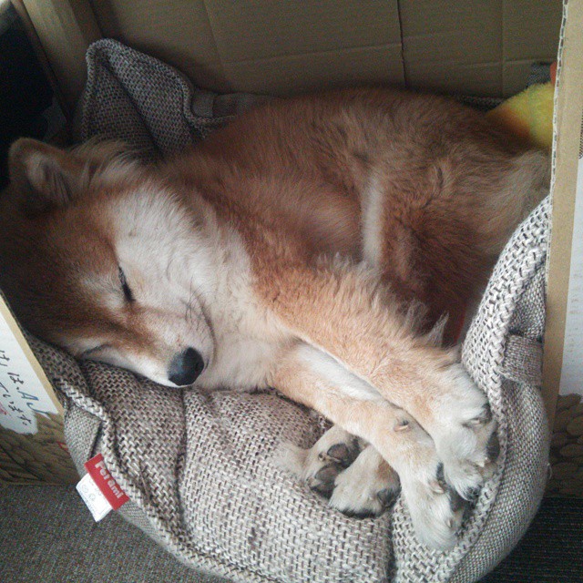 kaiyun开云·官方网站-意大利男子4x100米接力队获得铜牌，意大利男子接力赛