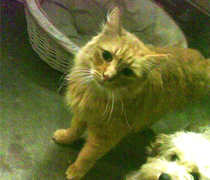 欢聚一堂:全球足球节开启新篇章,欢乐足球串词