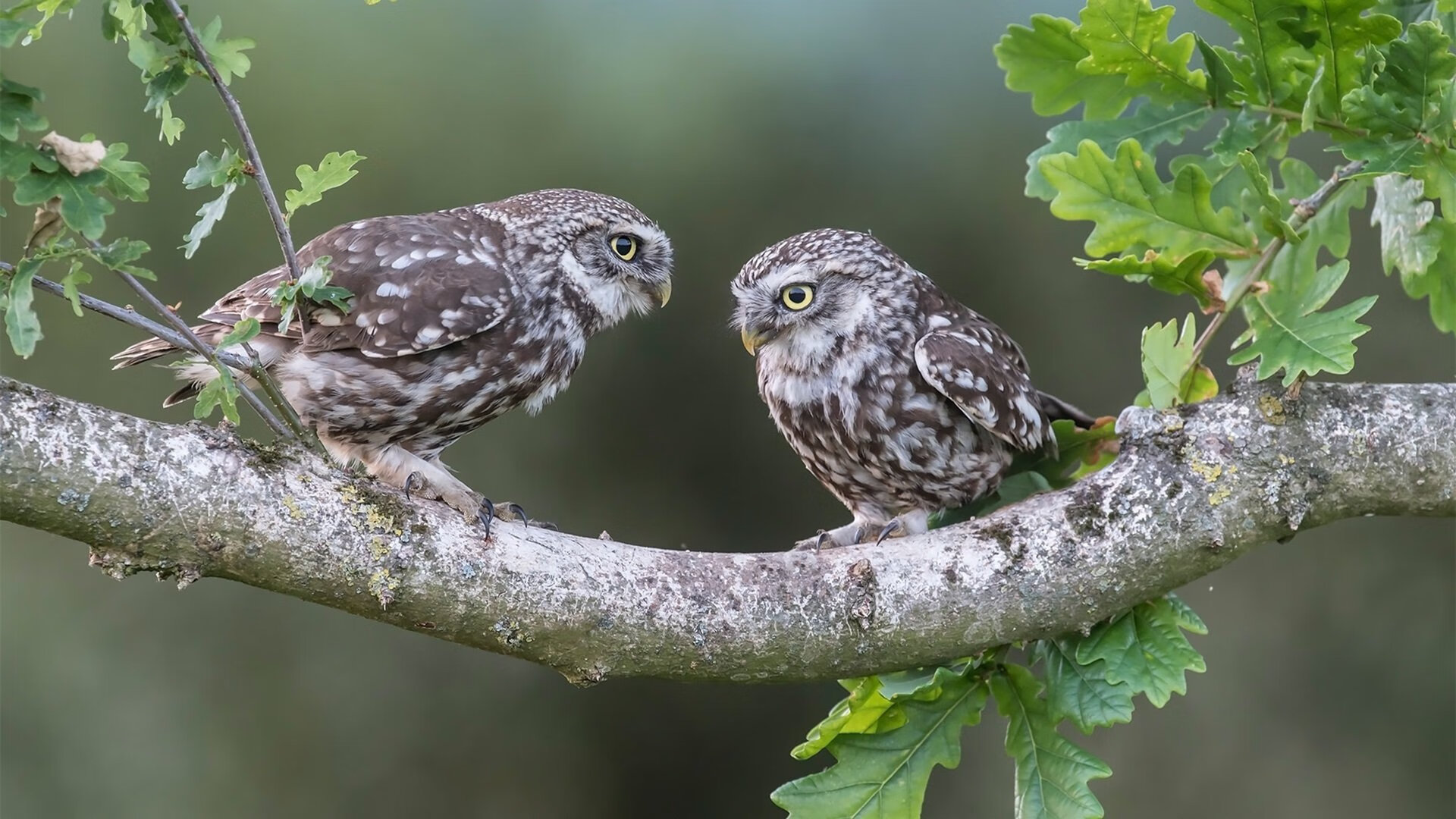 篮球运动员心理压力缓解机制探讨,篮球运动员的心理素质训练应把重点放在