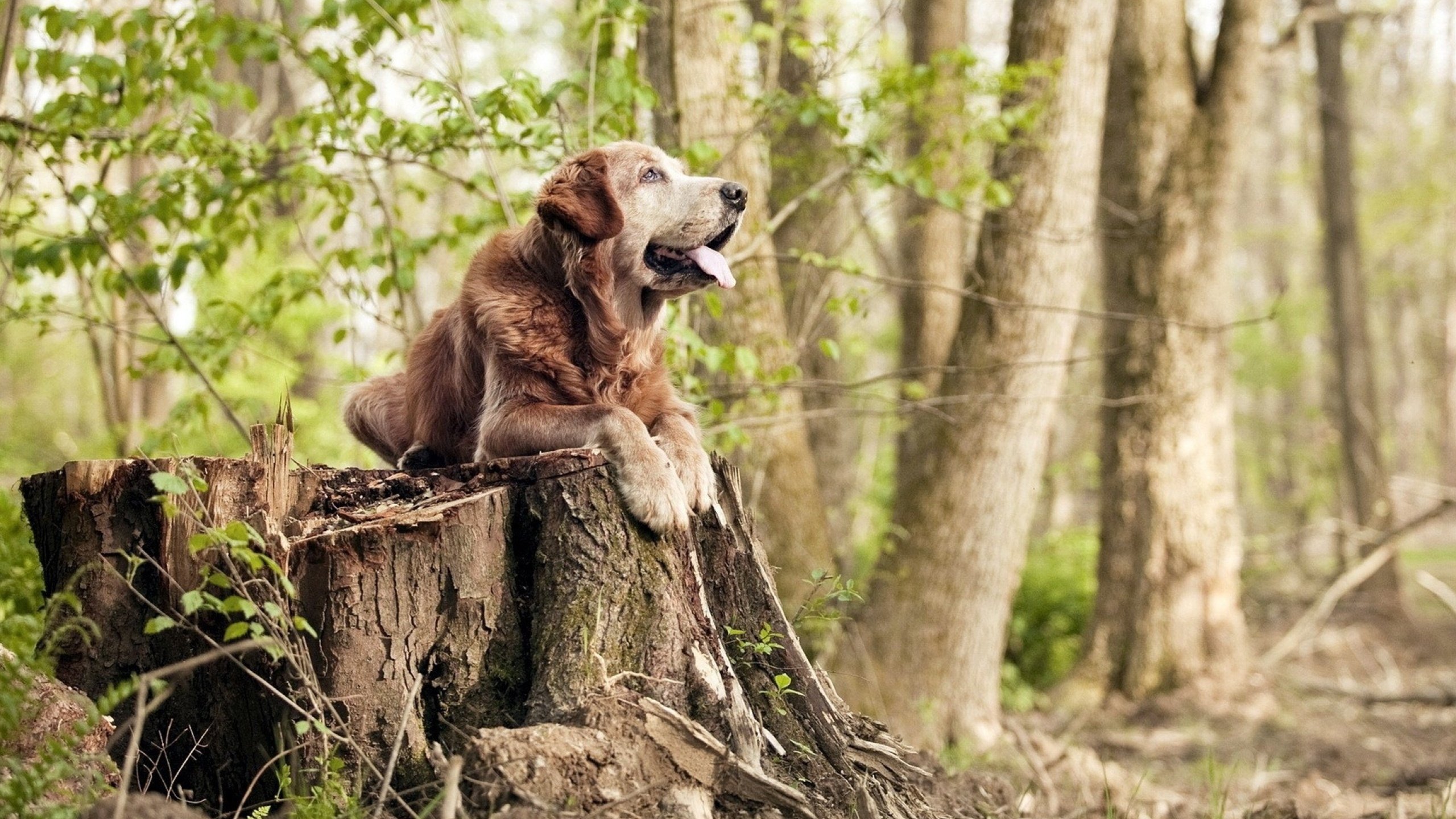 kaiyun.com-纽卡斯尔整体协作压制对方控球意图，纽卡斯尔球队