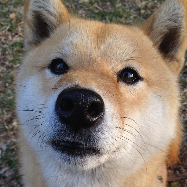 自由搏击青年组赛事开放报名人数激增,自由搏击青少年锦标赛