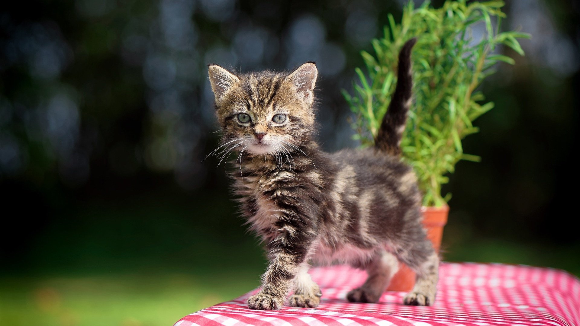 开云·Kaiyun网页版-比赛进入焦灼阶段教练果断换人实现临场战术突破，比赛十分焦灼