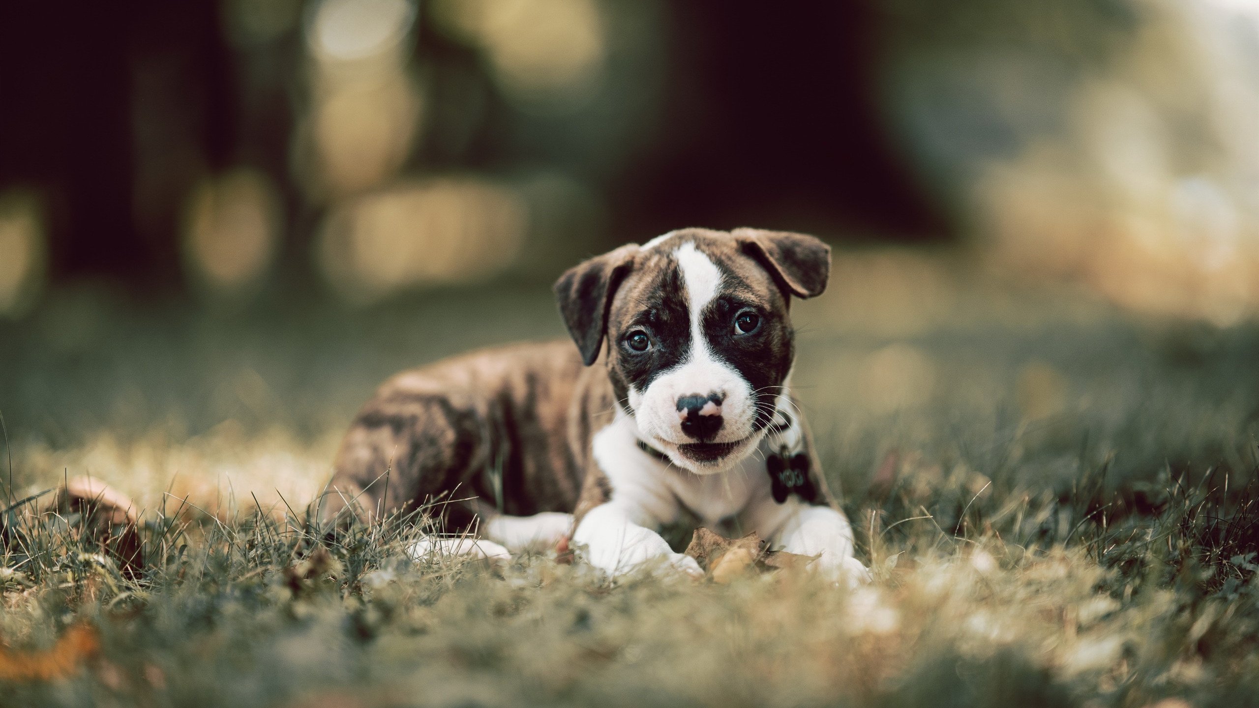 开云官方网页登录-澳大利亚橄榄球赛事直播量创新高，一场令人激动的澳式橄榄球比赛