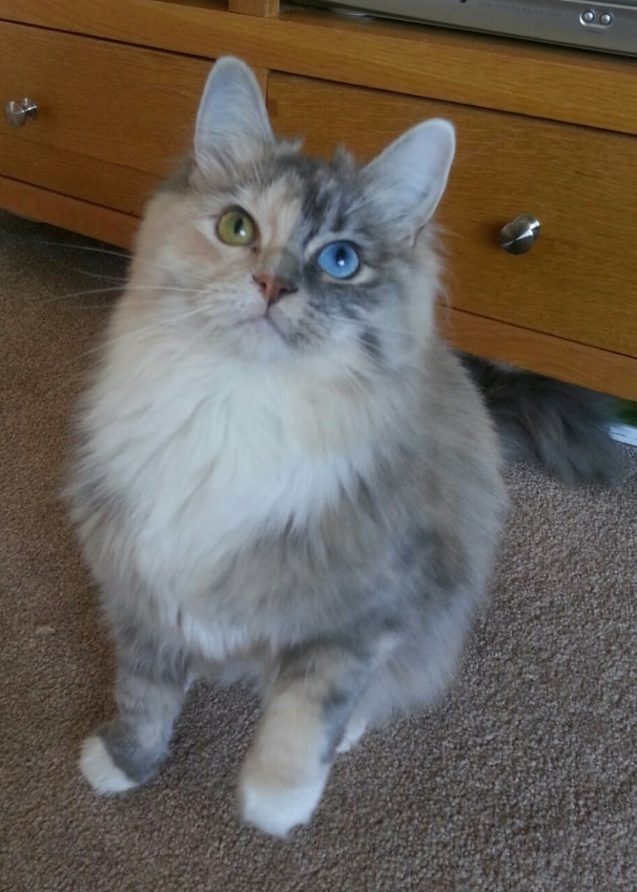 马刺主打内线配合效果明显,马刺主打内线配合效果明显吗