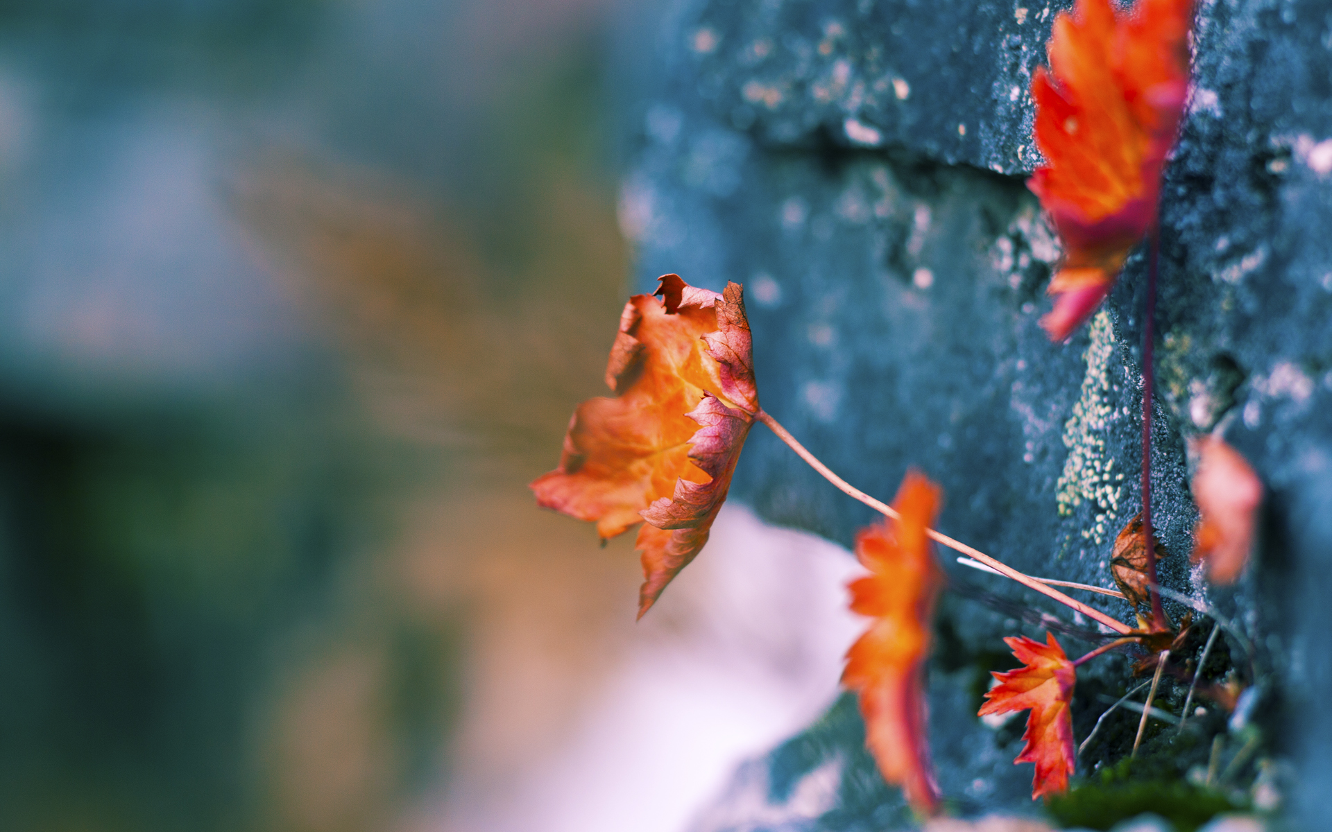 马克·阿特金森的突破与敏捷让南非队成为进攻的“梦之队”